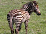 Zebra life in Ngoronogoro crater