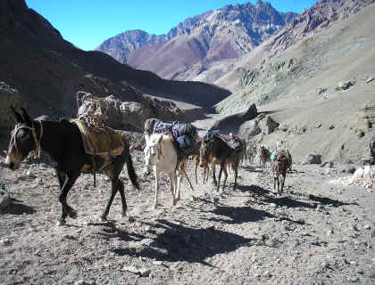 Mules on their way to Plaza Argentina- Aconcagua base camp