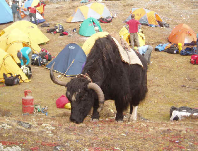Peak Freaks base camp Ama Dablam yak grazing
