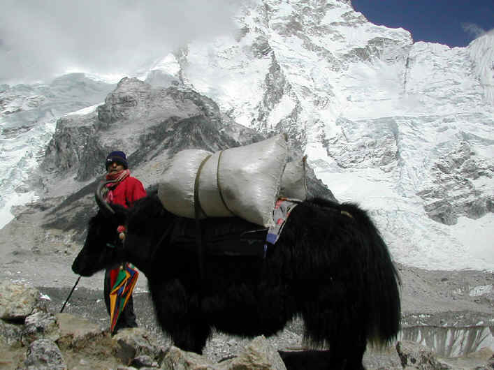 Yaks in the Everest region 